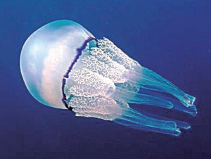 medusas-picor-agua