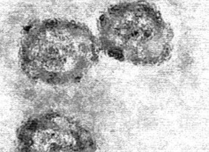 Em_flavavirus-HCV_samp1c
